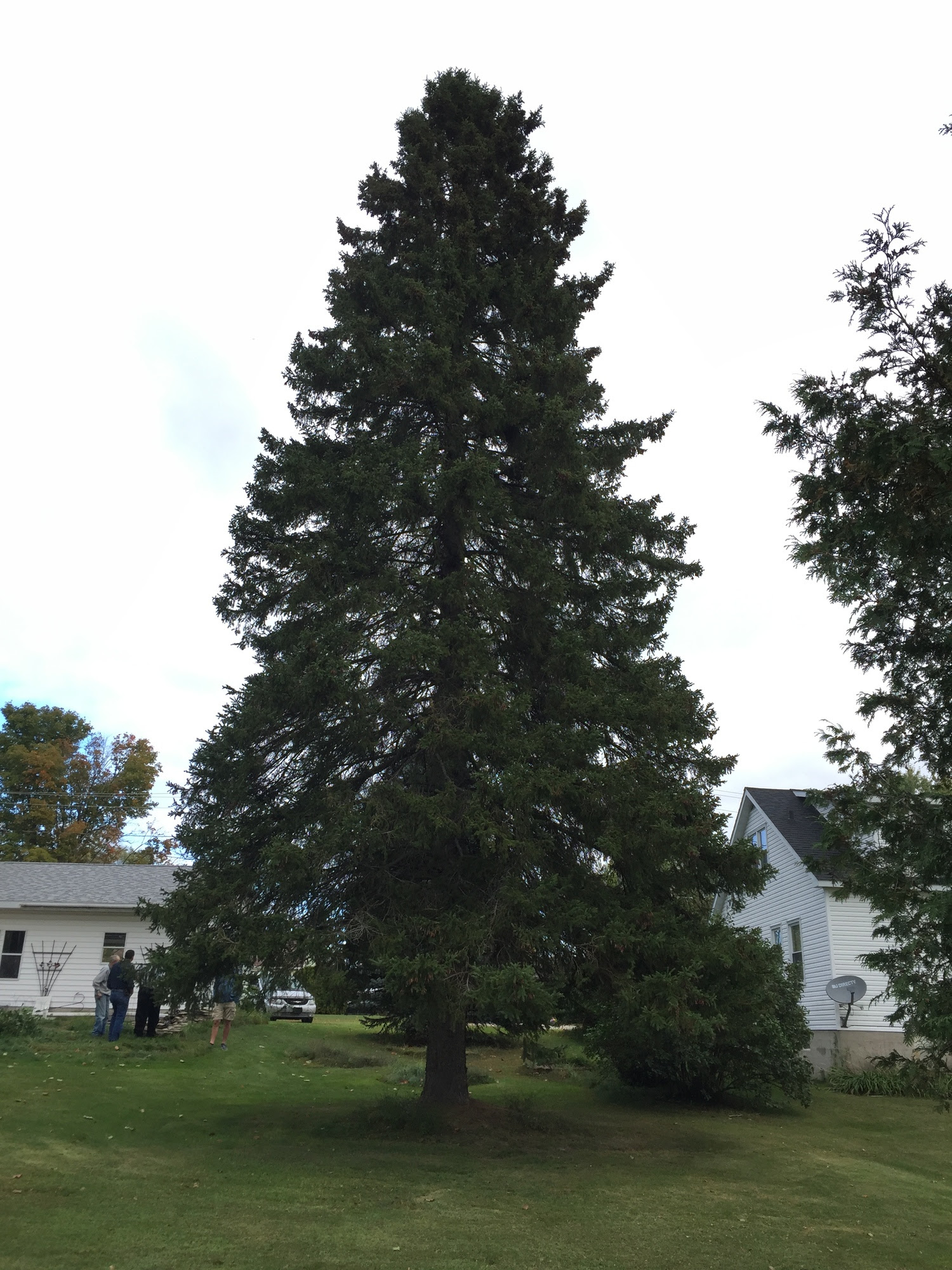 2017 Michigan State Christmas Tree Keweenaw Report