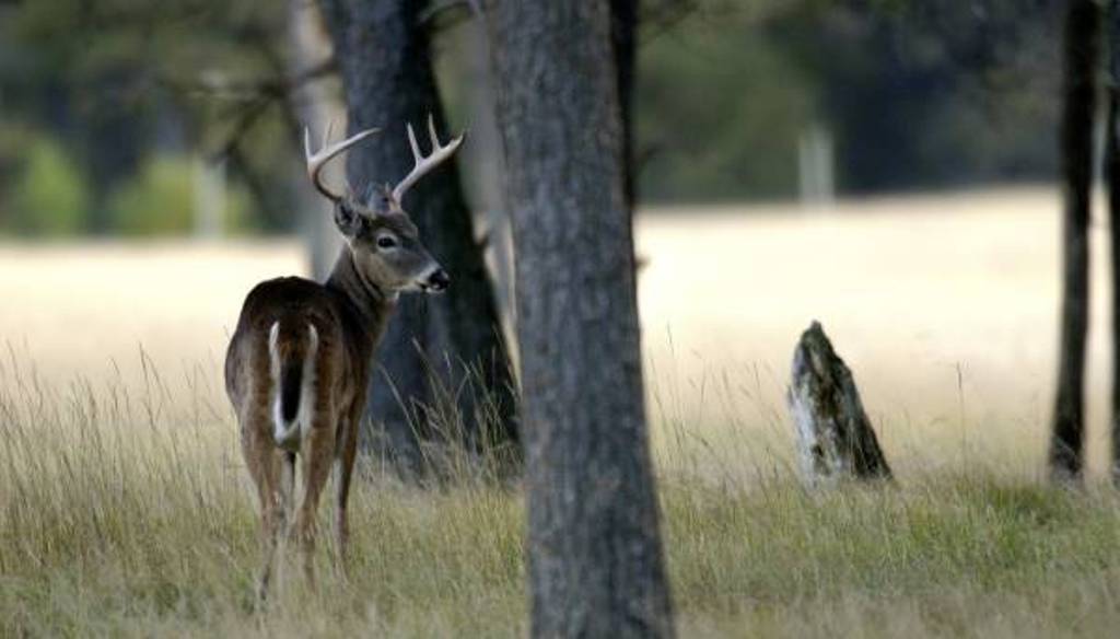 Deer, Archery Season Keweenaw Report