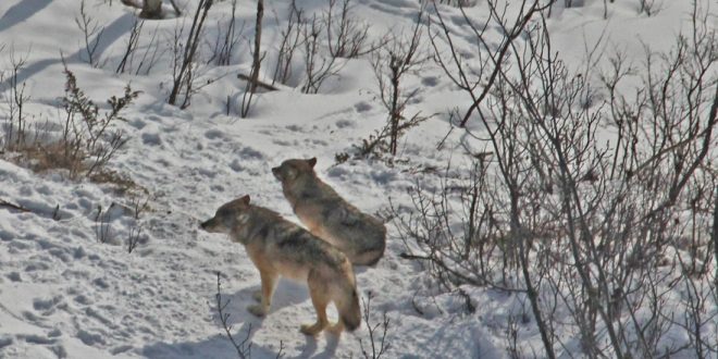 Wolf Pups Roaming Isle Royale - Keweenaw Report