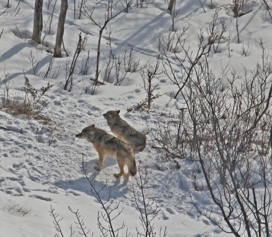 Current Count Two Wolves On Isle Royale Keweenaw Report