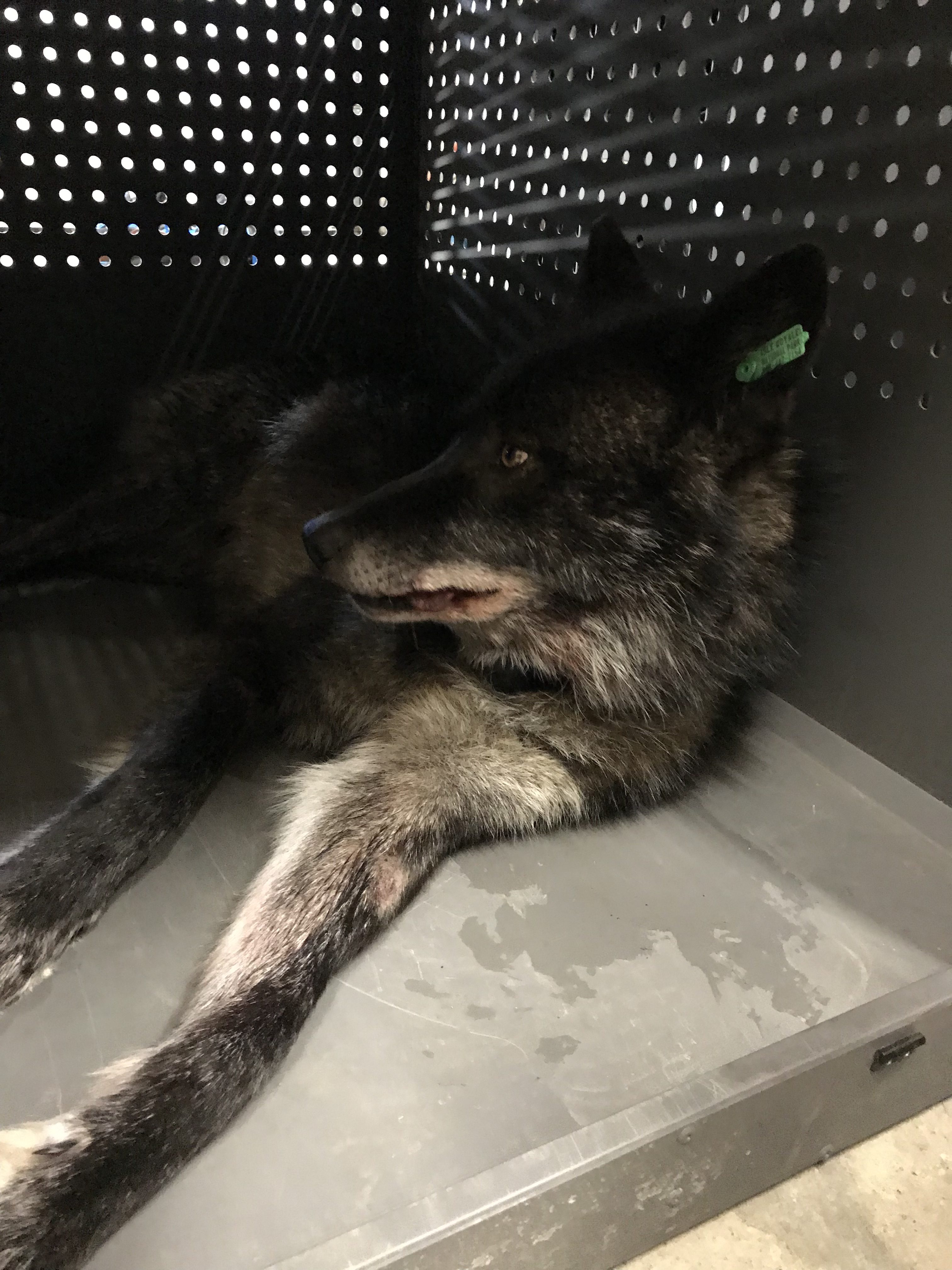 Adult male wolf waking up in crate Photo credit Ashley McLaren OMNRF -  Keweenaw Report