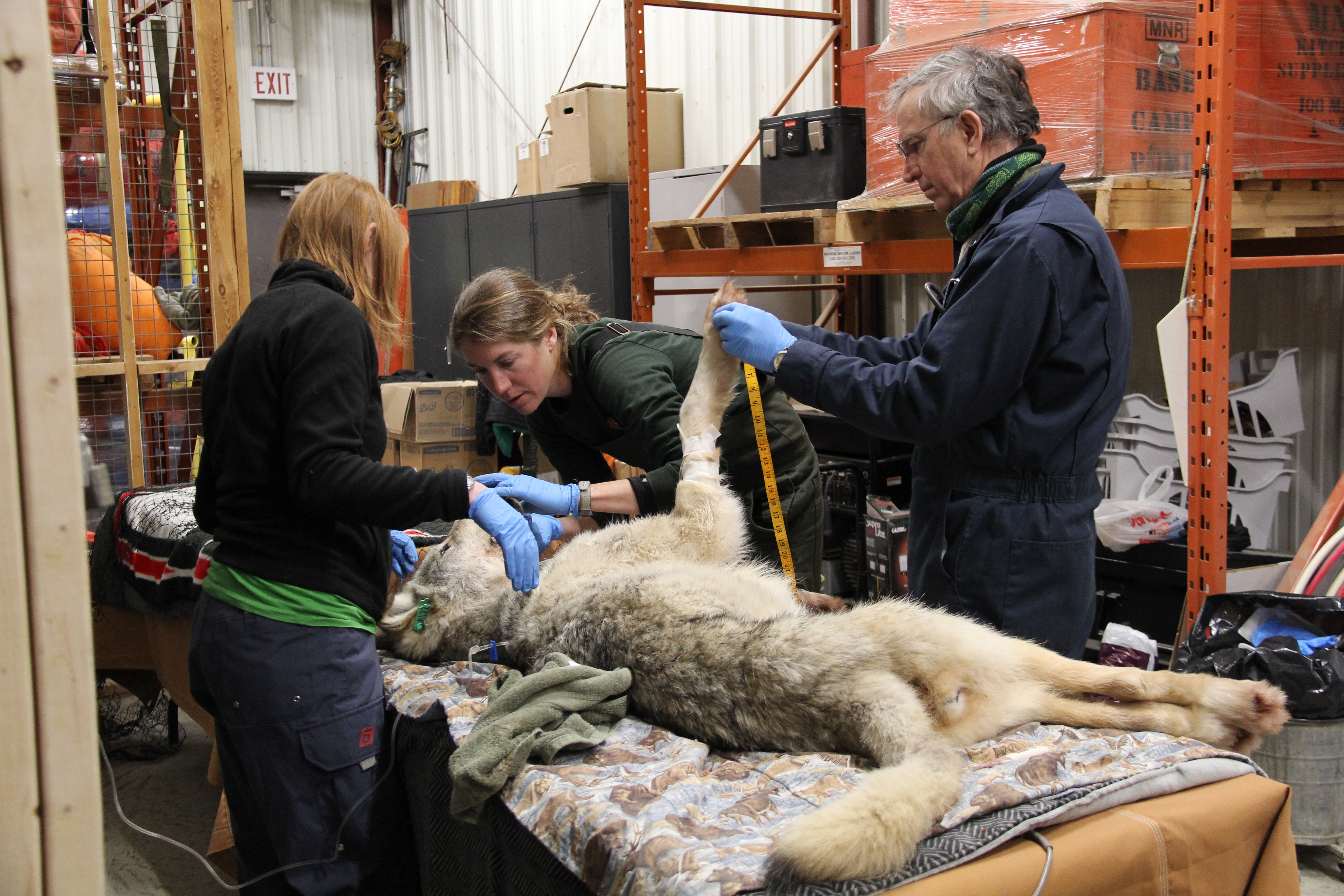 Taking measurements on a wolf Photo credit Ashley McLaren OMNRF - Keweenaw  Report