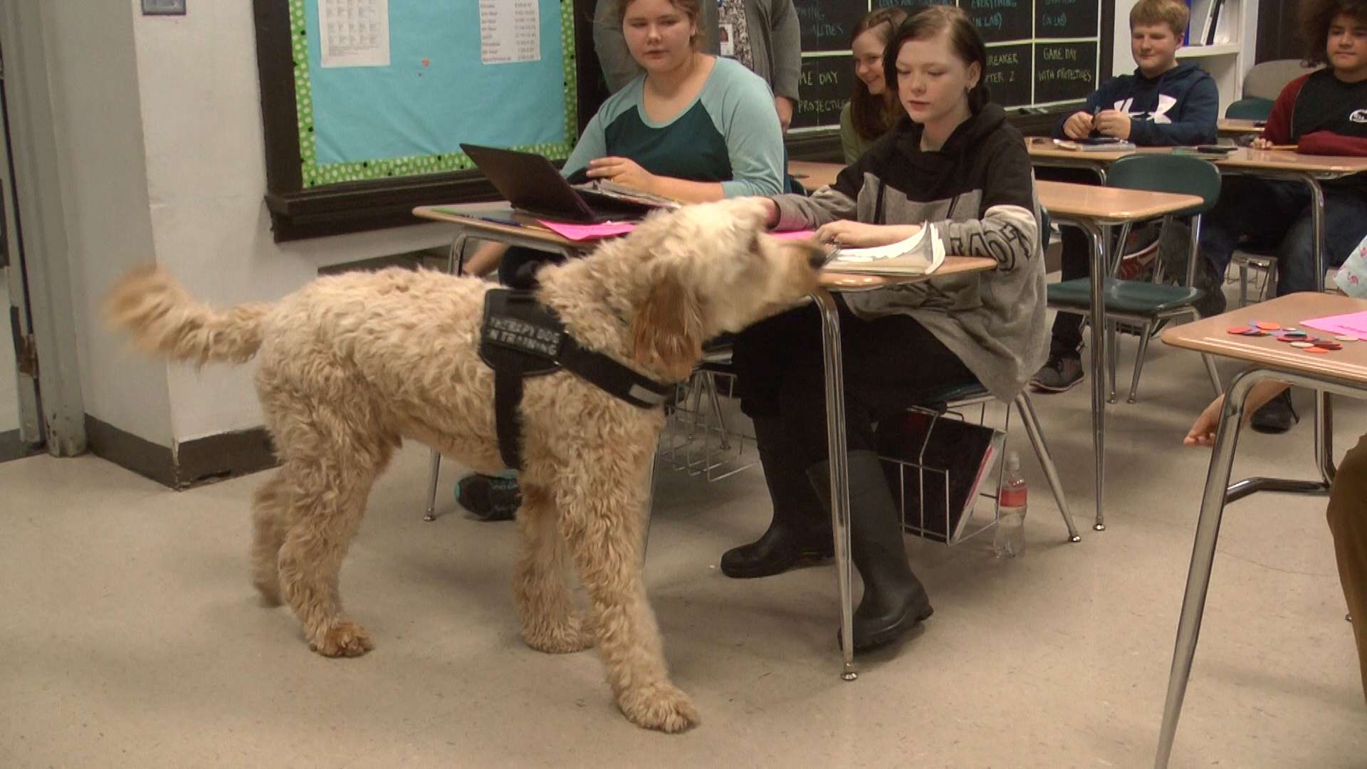 clk-students-benefit-from-therapy-dogs-keweenaw-report